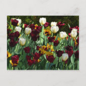 Maroon en gele Tulpen kleurrijke Floral Briefkaart (Voorkant)
