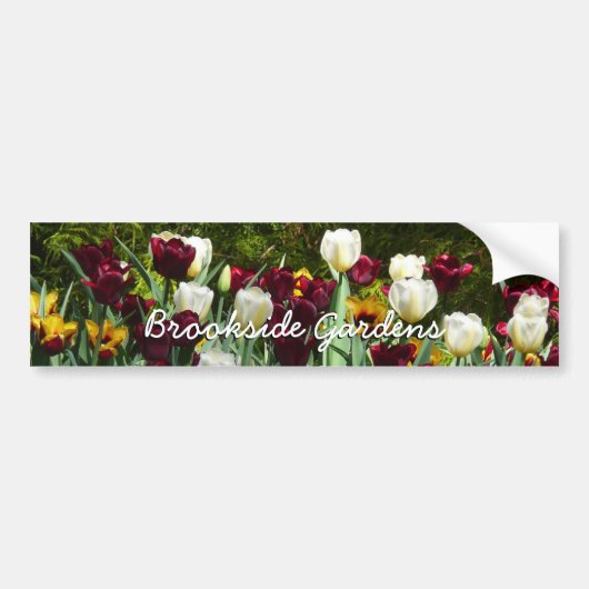 Maroon en gele Tulpen kleurrijke Floral Bumpersticker (Voorkant)