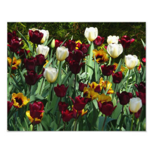 Maroon en gele Tulpen kleurrijke Floral Foto Afdruk