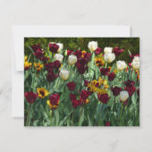 Maroon en gele Tulpen kleurrijke Floral Kaart (Voorkant)