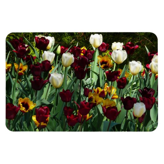 Maroon en gele Tulpen kleurrijke Floral Magneet (Horizontaal)