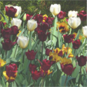 Maroon en gele Tulpen kleurrijke Floral Sticker (Voorkant)