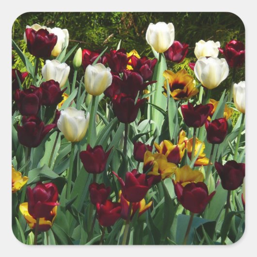 Maroon en gele Tulpen kleurrijke Floral Vierkante Sticker (Voorkant)
