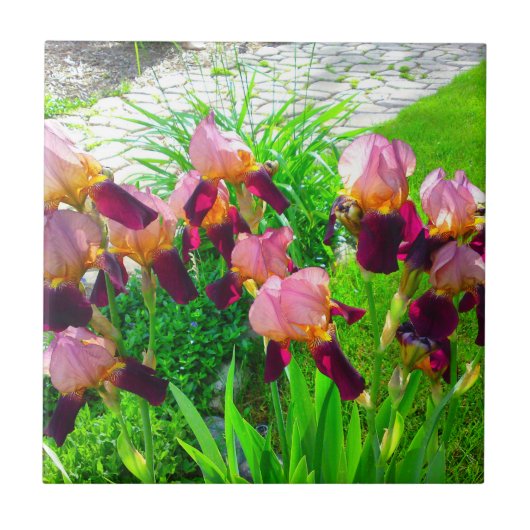 Maroon Iris Flower Patch Tegeltje (Voorkant)