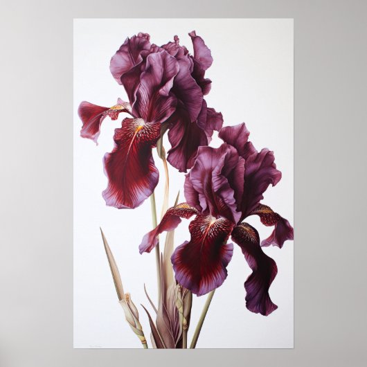 Maroon Irissen Bloemenkunst Print Poster (Voorkant)