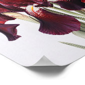 Maroon Irissen Bloemenkunst Print Poster (Hoek)