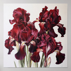 Maroon Irissen Bloemenkunst Print Poster