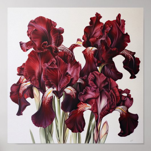 Maroon Irissen Bloemenkunst Print Poster (Voorkant)