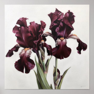 Maroon Irissen Bloemenkunst Print Poster