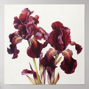 Maroon Irissen Bloemenkunst Print Poster