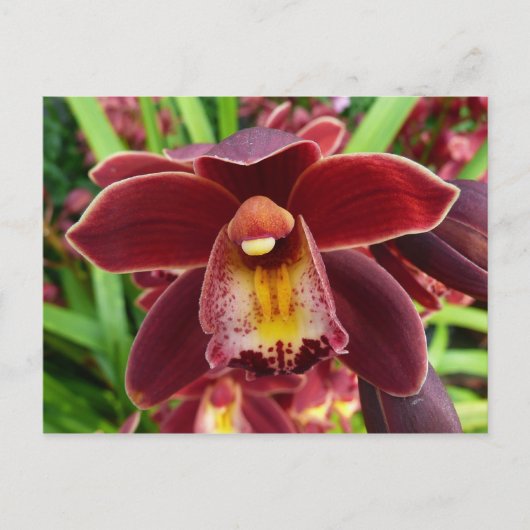Maroon Orchids I Beauful Red Floral Briefkaart (Voorkant)
