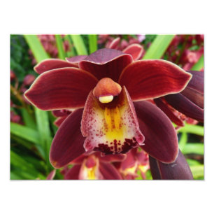 Maroon Orchids I Beauful Red Floral Foto Afdruk