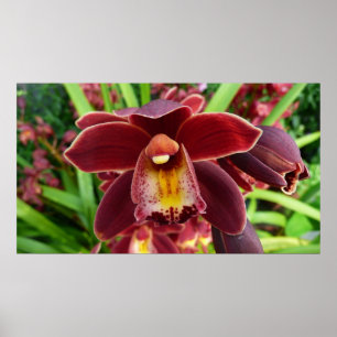 Maroon Orchids I Beauful Red Floral Poster