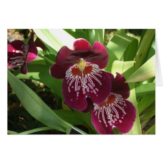 Maroon Orchids II Elegant Floral (Voorkant Horizontaal)