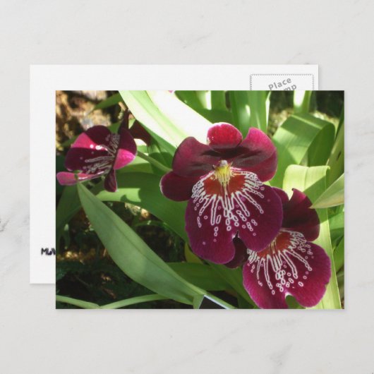 Maroon Orchids II Elegant Floral Briefkaart (Voorkant / Achterkant)