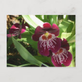 Maroon Orchids II Elegant Floral Briefkaart (Voorkant)