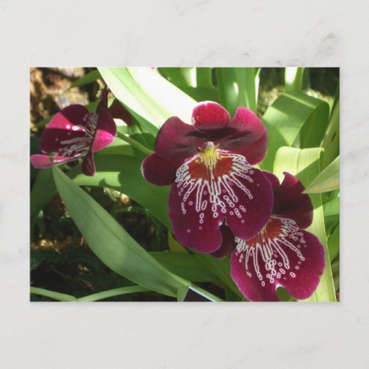 Maroon Orchids II Elegant Floral Briefkaart (Voorkant)