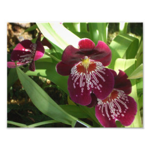 Maroon Orchids II Elegant Floral Foto Afdruk