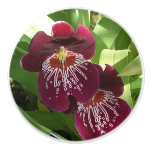 Maroon Orchids II Elegant Floral Keramische Knop (Voorkant)