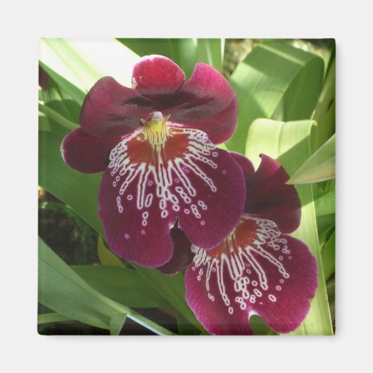 Maroon Orchids II Elegant Floral Magneet (Voorkant)
