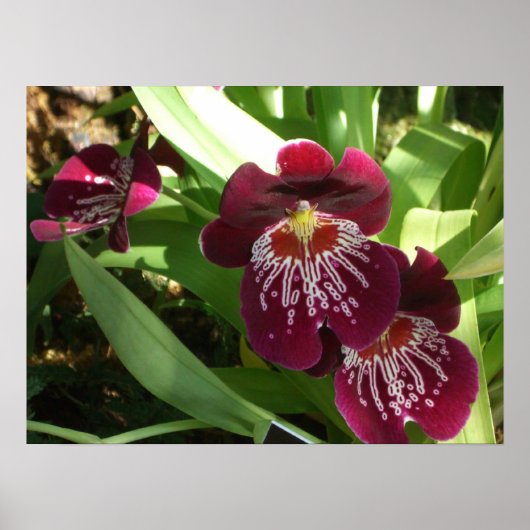 Maroon Orchids II Elegant Floral Poster (Voorkant)