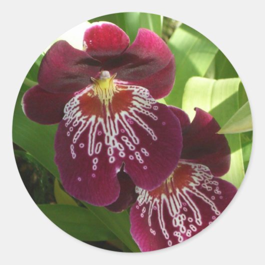 Maroon Orchids II Elegant Floral Ronde Sticker (Voorkant)