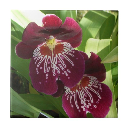 Maroon Orchids II Elegant Floral Tegeltje (Voorkant)
