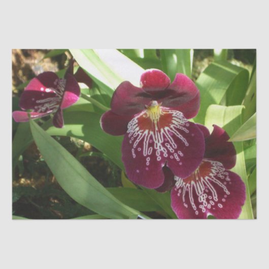 Maroon Orchids II Elegant Floral Tissuepapier (Voorkant)