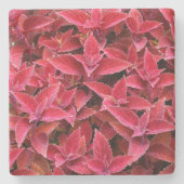 Maroon rode Coleus textuur, stenen Onderzetter (Voorkant)