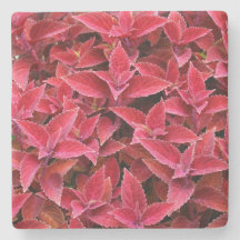 Maroon rode Coleus textuur, stenen Onderzetter