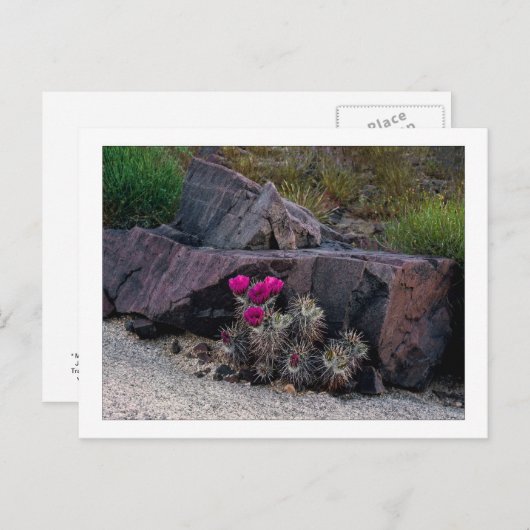 " Marooned on a bloom " Briefkaart (Voorkant / Achterkant)