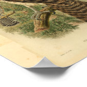 Marquis Doria's Goshawk afdrukken in kleur Poster (Hoek)