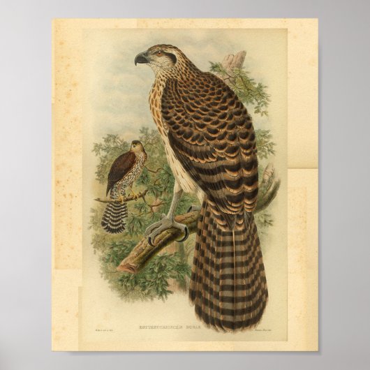 Marquis Doria's Goshawk afdrukken in kleur Poster (Voorkant)