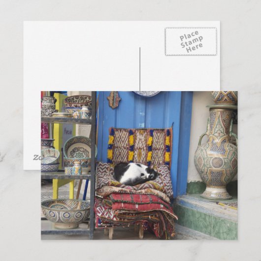 Marrakesh Cat Briefkaart (Voorkant / Achterkant)