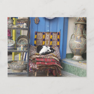 Marrakesh Cat Briefkaart