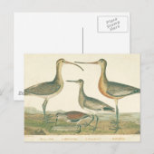 Marsh Bird Curlew Snipe Birding Briefkaart (Voorkant / Achterkant)