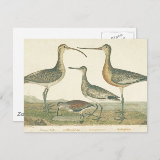 Marsh Bird Curlew Snipe Birding Briefkaart (Voorkant / Achterkant)