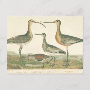 Marsh Bird Curlew Snipe Birding Briefkaart