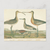 Marsh Bird Curlew Snipe Birding Briefkaart (Voorkant)