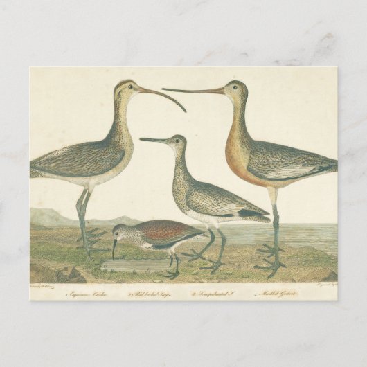 Marsh Bird Curlew Snipe Birding Briefkaart (Voorkant)