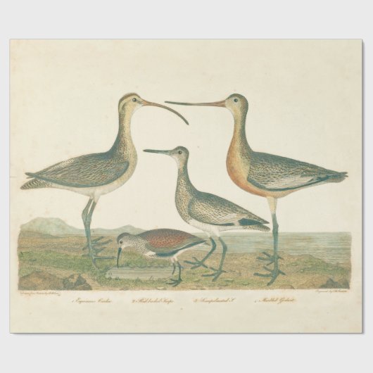 Marsh Bird Curlew Snipe Birding Cadeaupapier (Vlak)