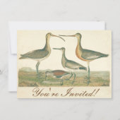 Marsh Bird Curlew Snipe Birding Kaart (Voorkant)