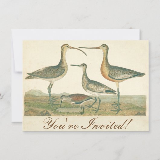 Marsh Bird Curlew Snipe Birding Kaart (Voorkant)