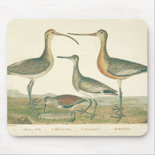 Marsh Bird Curlew Snipe Birding Muismat