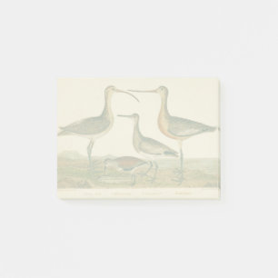 Marsh Bird Curlew Snipe Birding Post-it® Notes