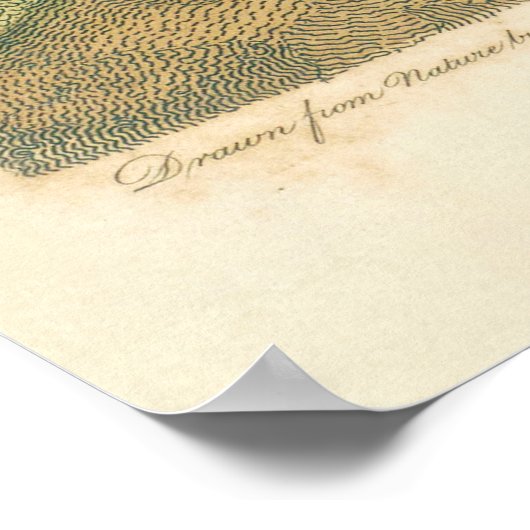 Marsh Bird Curlew Snipe Birding Poster (Hoek)