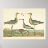 Marsh Bird Curlew Snipe Birding Poster (Voorkant)
