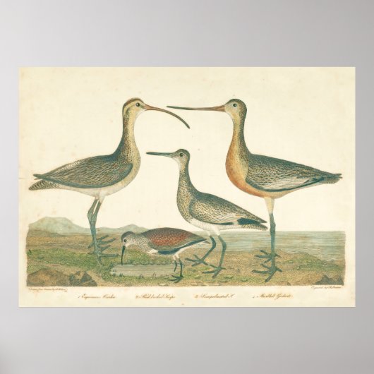Marsh Bird Curlew Snipe Birding Poster (Voorkant)