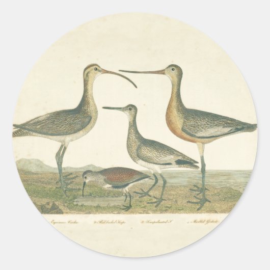 Marsh Bird Curlew Snipe Birding Ronde Sticker (Voorkant)