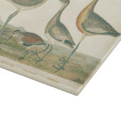 Marsh Bird Curlew Snipe Birding Snijplank (Hoek)